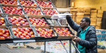 Trabalhador embala nectarinas no Mercado de Produtos Frescos de Joanesburgo, na África do Sul, em 29 de outubro de 2025. (Foto de Shiraaz Mohamed/Xinhua)