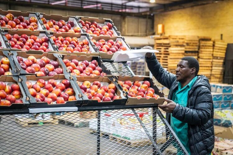 Trabalhador embala nectarinas no Mercado de Produtos Frescos de Joanesburgo, na África do Sul, em 29 de outubro de 2025. (Foto de Shiraaz Mohamed/Xinhua)