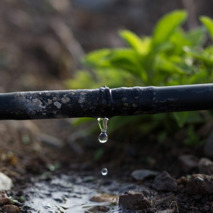 Brasil terá a primeira pós-graduação em irrigação de alta performance