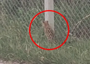 Filhote de jaguatirica é visto circulando em Cruzeiro do Oeste