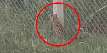 Filhote de jaguatirica é visto circulando em Cruzeiro do Oeste