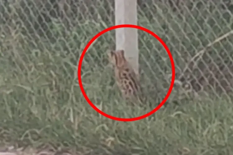 Filhote de jaguatirica é visto circulando em Cruzeiro do Oeste