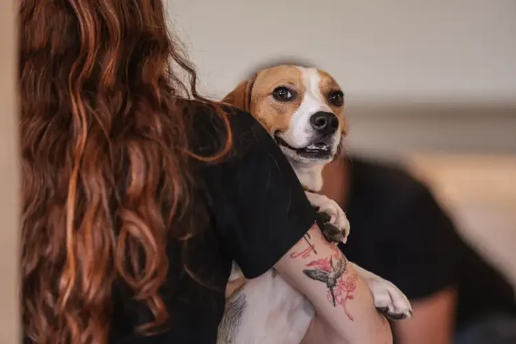 No O Encontro, cães e gatos escolhem seus donos
