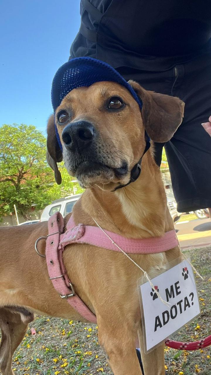 Vira-Pet promove O Encontro, onde tutores e animais vivem a adoção reversa