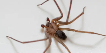 CIAtox do Hospital Universitário registra quase 200 ataques de aranhas