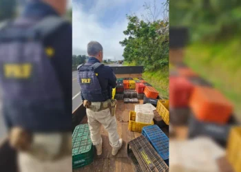 Caminhão quebrado na PR-444 transportava quase uma tonelada de maconha