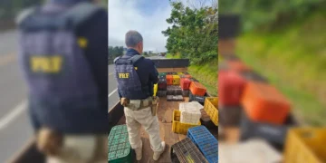 Caminhão quebrado na PR-444 transportava quase uma tonelada de maconha