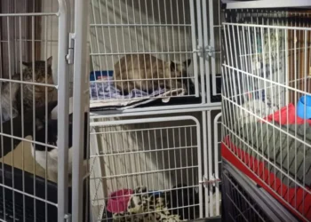 MP determina esvaziamento de abrigo com 140 gatos