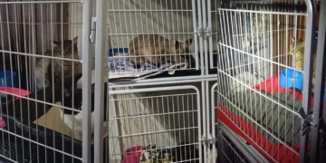 MP determina esvaziamento de abrigo com 140 gatos