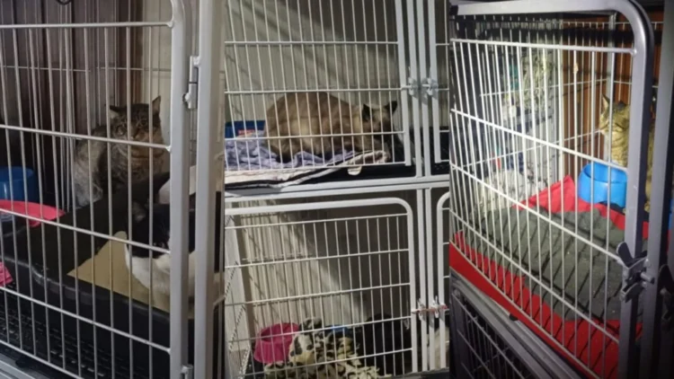 MP determina esvaziamento de abrigo com 140 gatos