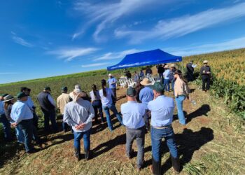 Acontece nesta terça-feira o Dia de Campo da Cocamar e Sicredi Dexis na UDT de Floresta