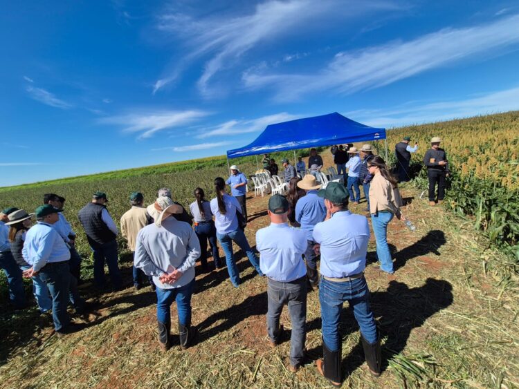 Acontece nesta terça-feira o Dia de Campo da Cocamar e Sicredi Dexis na UDT de Floresta