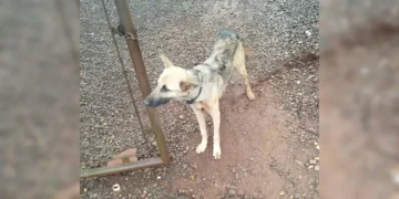 Morador de Arapongas é multado por deixar cão abandonado nas ruas
