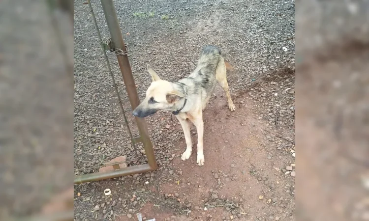 Morador de Arapongas é multado por deixar cão abandonado nas ruas