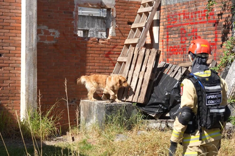 bombeiros do Paraná especializados em resgate vão ajudar a socorrer vítimas de terremotos na Venezuela
