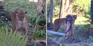 cachorros espantam onça em Guarapuava