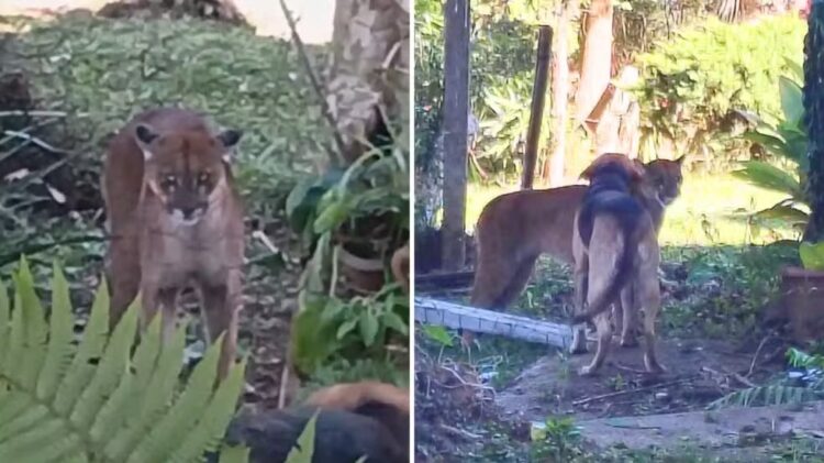 cachorros espantam onça em Guarapuava