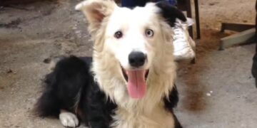 Tsunami, cão resgatado depois de sofrer maus tratos, vira herói na Venezuela