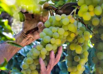 Laranja e uva participaram com 81,9% das receitas brutas e 88,8% dos volumes regionais (Crédito: Ilustrativa/Magnific)