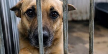 ONGs ew associações que defendem a causa animal entregam a agenda animalista a candidatos do Paraná