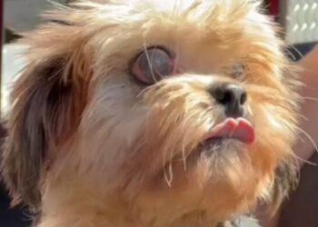 Cachorro cego é resgatado de bueiro