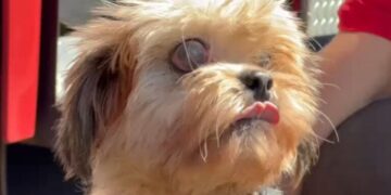 Cachorro cego é resgatado de bueiro
