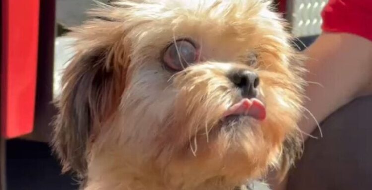Cachorro cego é resgatado de bueiro