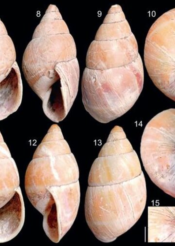 Caramujo terrestre do gênero Thaumastus teve conchas encontradas em sambaqui na Ilha do Teixeira