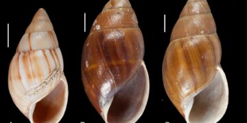 Espécie de caramujo que viveu há milhares de anos é descoberta no Paraná