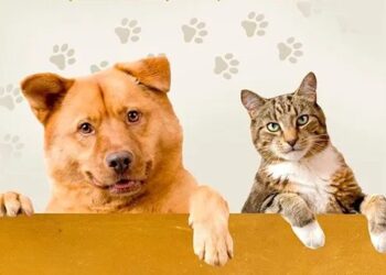 Julho Dourado: OAB Maringá ilumina sua sede em apoio à conscientização sobre a saúde e o bem-estar animal
