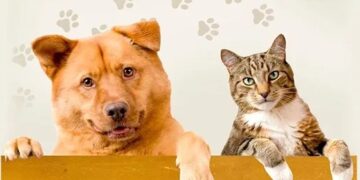 Julho Dourado: OAB Maringá ilumina sua sede em apoio à conscientização sobre a saúde e o bem-estar animal