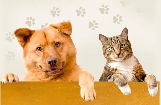 Julho Dourado: OAB Maringá ilumina sua sede em apoio à conscientização sobre a saúde e o bem-estar animal