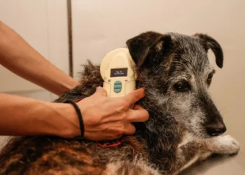 20 mil microchips para identificação de cães e gatos