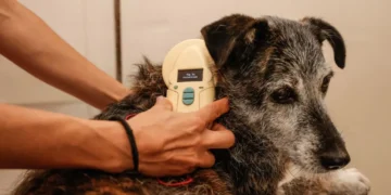 20 mil microchips para identificação de cães e gatos