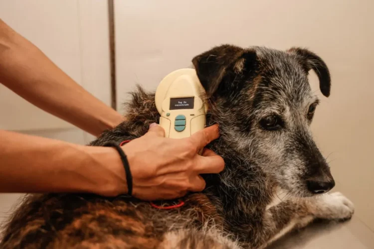 20 mil microchips para identificação de cães e gatos