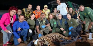 onça-pintada é capturada por força-tarefa em Mandaguari