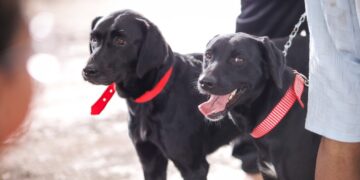 .Bem-Estar Animal quer mapear todos os protetores independentes de Maringá
