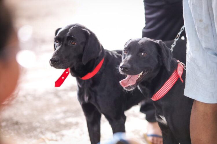 .Bem-Estar Animal quer mapear todos os protetores independentes de Maringá