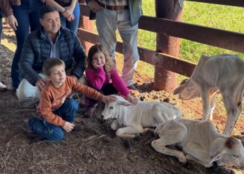 Vaca de agropecuária de Iporã pariu quatro dezerros em um mesmo parto