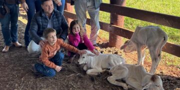 Vaca de agropecuária de Iporã pariu quatro dezerros em um mesmo parto