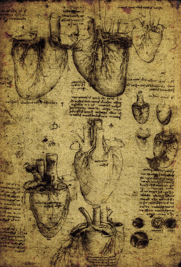 Coração desenhado por Leonardo Da-Vinci, o músculo do miocárdio opera em sístoles e diástoles.