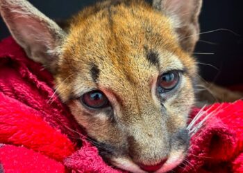Filhote de onça-parda recebe atendimento na Clínica Veterinária Integrado, em Campo Mourão