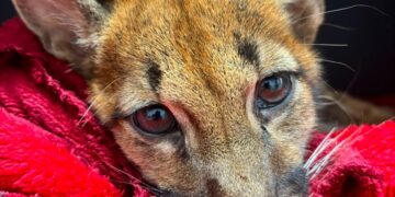 Filhote de onça-parda recebe atendimento na Clínica Veterinária Integrado, em Campo Mourão