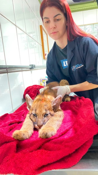 Filhote de onça perdido da mãe recebe atendimento na Clínica Veterinária Integrado