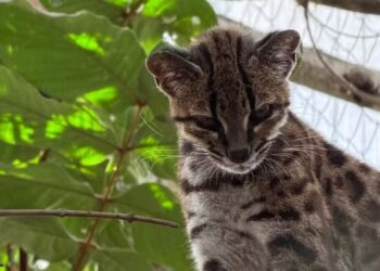 Tigrinho boliviano é espécie de felino descoberta por pesquisador brasileiro