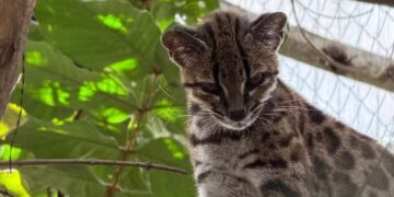Tigrinho boliviano é espécie de felino descoberta por pesquisador brasileiro