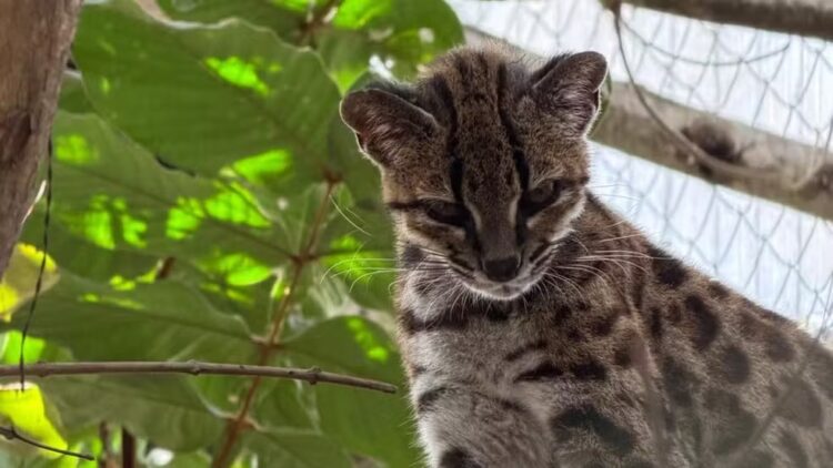 Tigrinho boliviano é espécie de felino descoberta por pesquisador brasileiro
