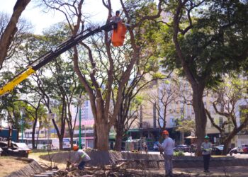 Prefeitura contrata empresa para manejo, com foco em dar celeridade a demandas da população