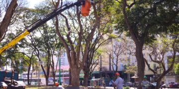 Prefeitura contrata empresa para manejo, com foco em dar celeridade a demandas da população