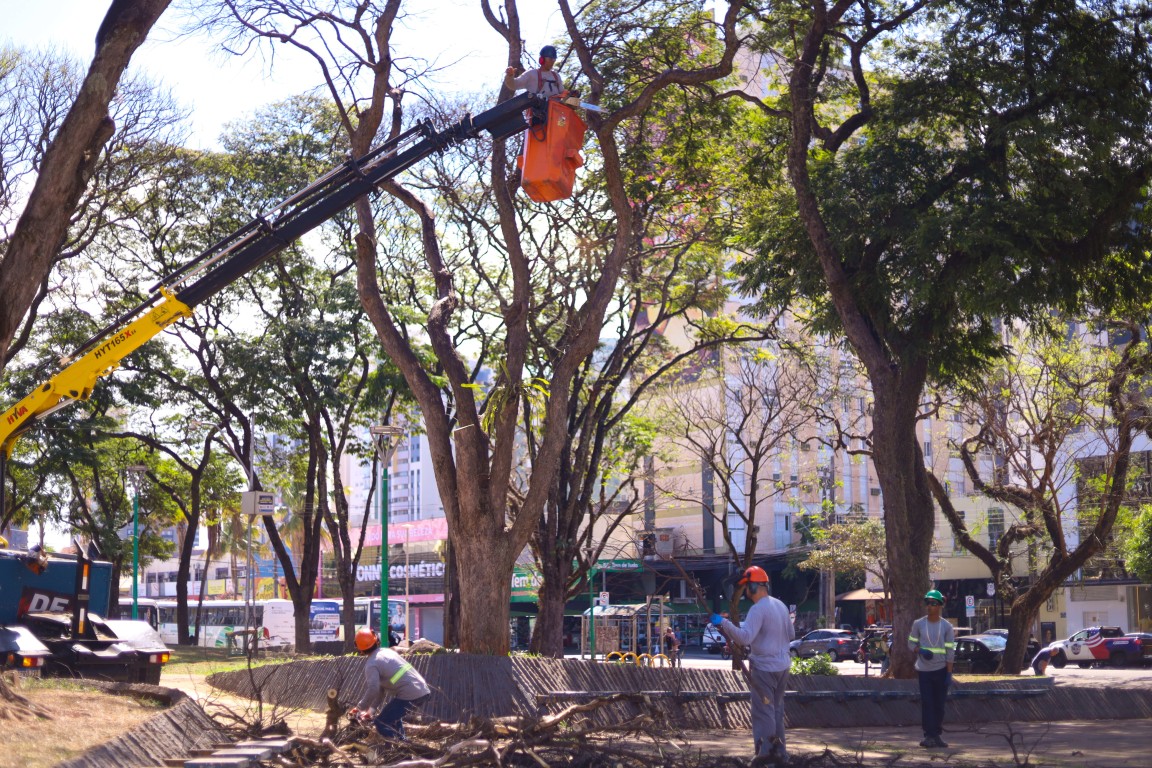 Poder Executivo contrata empresa para manejo da arborização, com foco na celeridade